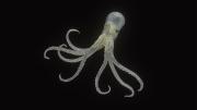 An image of a 13-centimeter glass model of Octopus fontanianus, found in the South Pacific.