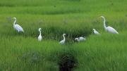 Beautiful white great egrets.