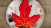A hand holds a brilliant red maple leaf centered against a round glass window.