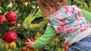 A child reaching for a red ripe apple in the orchards of Lookout Farm 