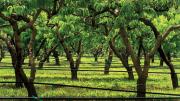 View of orchard trees and tree grass