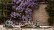 Wisteria in Pebble Garden at Dumbarton Oaks