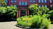The rewilded planter in front of Harvard's Museum of Natural History