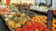 Array of squashes, tomatoes, and other local produce at Ward's Berry Farm