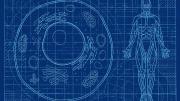 Illustration depicting blueprints of life, from a single cell to a whole human body