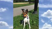 The author's dog, Yuki, sits on the grass during a walk in the park. 