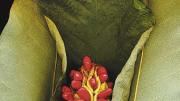 An image for <i>Botanica: Scanography by Marty Klein,</i> at the Arboretum