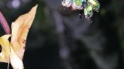 Orchid bees navigate turbulence by extending their massive hind legs to prevent rolling.