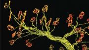 Thick bunches of nerves leave  the brain or spinal cord and branch intricately within muscle (fibers of which can be seen running vertically in the background at right). The  inset image shows individual axons (yellow) connecting to single  synapses (red). The red stain is a snake venom that binds only to muscle receptors; poisonous kraits use it to immobilize their prey.