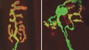 Exercise and caloric restriction both mitigate the degradation of synapses that occurs with age. In the healthy synapse at left, the receiving end, or muscle receptor (red), and the transmitting end (yellow), attached to a nerve, overlay each other perfectly. With age, the synapse literally falls apart, as shown at right.