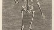Philip Galle, <i>Skeleton from the Front</i> from the series <i>Instruction and fundamentals of good portraiture,</i> Antwerp, 1589. Engravings.