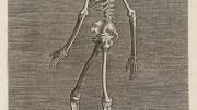 Philip Galle, <i>Skeleton in Left Profile</i> from the series <i>Instruction and fundamentals of good portraiture,</i> Antwerp, 1589. Engravings. 