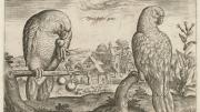 Adriaen Collaert, <i>Two Grey Red-Tailed Parrots</i> from the series <i>Living images of birds,</i> c. 1600. Engraving.