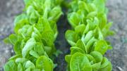 Fresh baby lettuce, ready for its close-up
