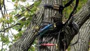 It takes a forest of cables in a forest of trees to make a celebratory anniversary village out of Tercentenary Theatre.