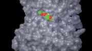 The cancer drug gefitinib (also known as Iressa) is shown bound to the druggable protein EGFR. Gefitinib is used to treat non-small cell lung cancer.