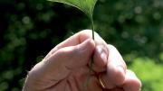 Scientist’s subject: Peter Del Tredici holds a distinctly veined, fan-shaped leaf from a female <i>Ginkgo biloba</i> that he imported in 1983.