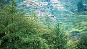 Ginkgo specimens in their ancestral setting: Shan Jiang village, Guizhou Province, in the People’s Republic of China