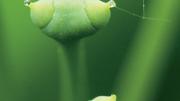 Details of the ginkgo’s archaic reproductive system: from pollen drops to…