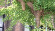 Ginkgo chichi on a tree at Tokyo University
