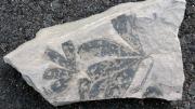 Fossil <i>Ginkgo yimensis,</i> about 170 million years old
