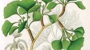 Ginkgo from <i>Flora Japonica</i> by Siebold and Zuccarini (1835-1842)