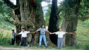 Del Tredici helps circle the male Li Jia Wan Ginkgo, in Guizhou: at 51 feet in circumference, the largest natural specimen known.