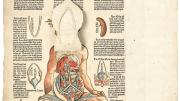 In Heinrich Vogtherr the Elder’s 1544 <i>Anatomy; or a faithful reproduction of the body of a female</i>, paper flaps allow internal exploration of the human body.