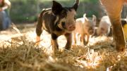 Composting piglets on Wade's farm