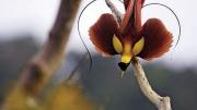 Photojournalist Tim Laman talks at the Harvard Museum of Natural History about his successful mission to capture on film all 39 known species of birds of paradise in the wild.