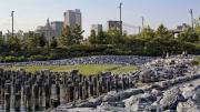 In the park: natural habitat&mdash;a newly created salt marsh&mdash;at the urban edge