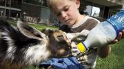 Landon Richard, age 4, feeds Cosmo, a one-month-old goat. Cosmo is on the staff of Animal Craze, a local traveling farm. 