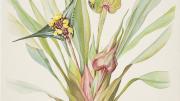 The northern Amazonian <i>Rapatea paludosa Aublet,</i> by Margaret Mee