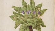 A mandrake, painted by Giovanna Garzoni