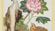 Mallow, the work of Pierre Joseph Buc’hoz