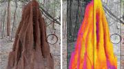 Thermal maps superimposed on this termite mound show contrasting temperature profiles for night (left half) and day (right half).