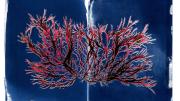 An image of branching red seaweed against a dark-blue background