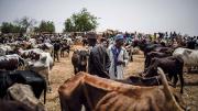 Emaciated cattle at a market in the Sahel region of Africa