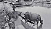 Black and white photo, titled "Cowherd," with cattle at a river