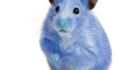 Photograph of a pet hamster, dyed Yale blue, for a humor piece about Yale admissions