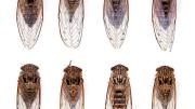 Specimen cicadas, a photograph of Harvard museum collections