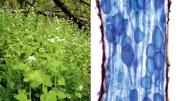 At left, the invader, a biennial herbaceous plant about three feet in height, shown here growing lustily in the understory, might reconstitute North American forests. At right, symbiosis in action. Vesicles of fungi, shown in blue, colonize the feeding tip of a tree root, its walls shown in brown.