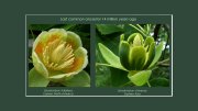 liriodendron tulipifera of Eastern North America and liriodendron chinense of Eastern Asia 