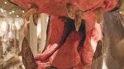 The Harvard Museum of Natural History reopens its Africa Gallery
