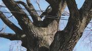 <i>CoExist</i> by Roberto Mighty is displayed at the Arnold Arboretum. 