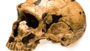 Neanderthal (La Ferrassie) 