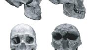 There are notable differences between skulls of humans and of Neanderthals. The human cranial vault is rounded, rather than lemon-shaped. Human faces are small and retracted and include chins. Neanderthals have large, protruding faces, with brow ridges and no chins.