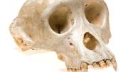 Common chimpanzee <i>(Pan troglodytes)</i>
