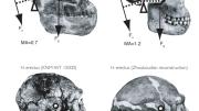 Differences of form lead to differences in function. Biomechanical analyses of inertial forces show that the three Homo specimens would have had a much easier time balancing the head while walking or running than would <i>Australopithecus.</i>