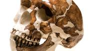 <i>Homo  erectus</i>